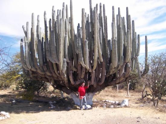 Vallee des cactus mexique redim
